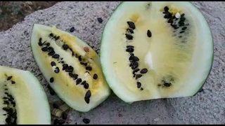 Bu Toprak Kırmızı Karpuzu Sarıya Döndürüyor