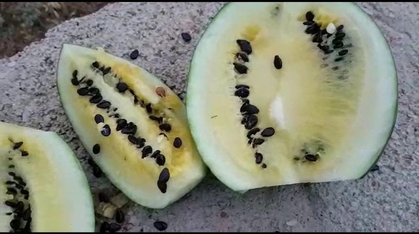 Bu Toprak Kırmızı Karpuzu Sarıya Döndürüyor