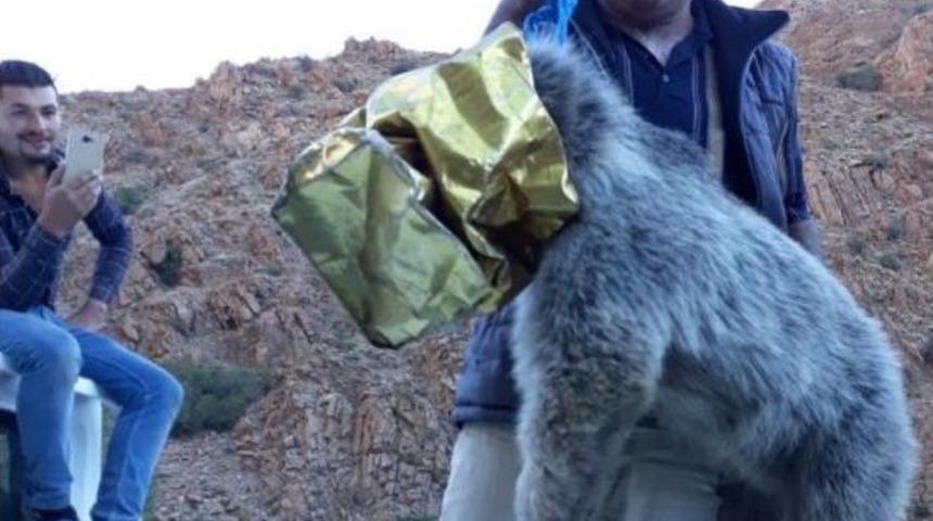 Ayı Yavrusu Kafasını Tenekeye Sıkıştırdı