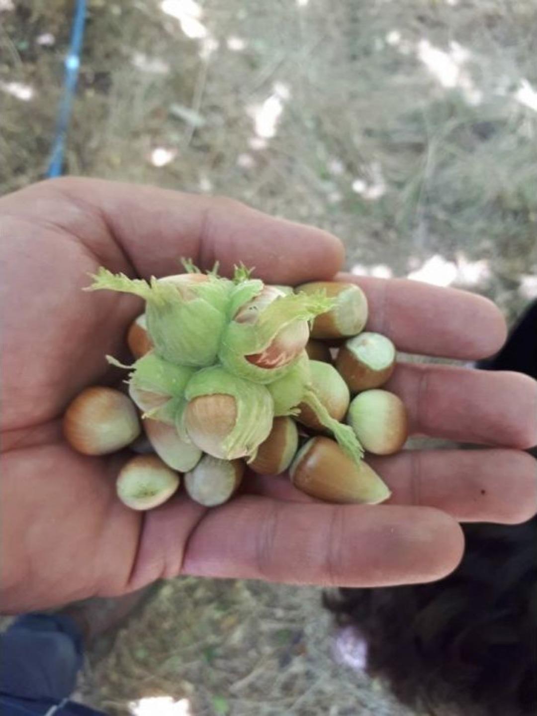 Başkale&rsquo;de Fındık Hasat