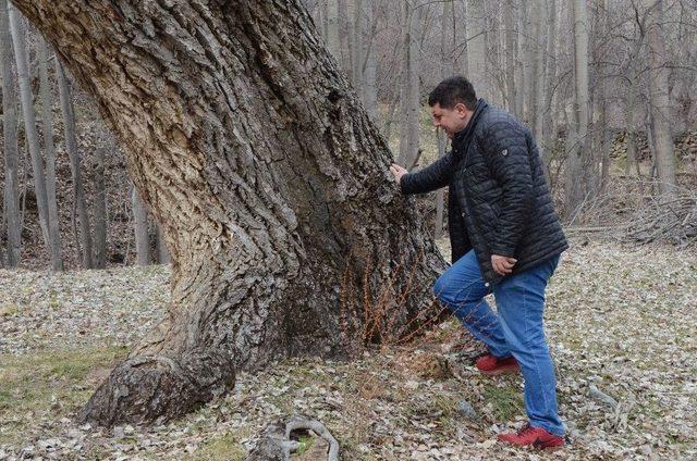 Büyük Taarruz Öncesi Çekilen Fotoğraftaki Ağaç Bulundu