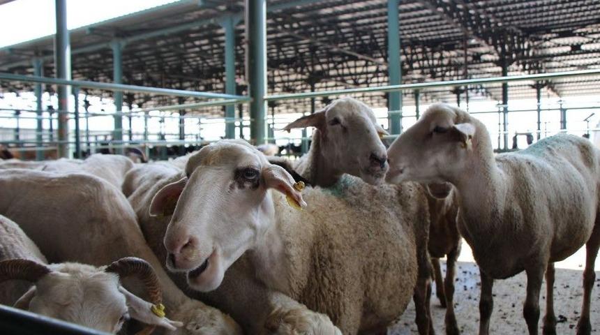 (&ouml;zel) İnternetten Kurban Alışverişine Dikkat