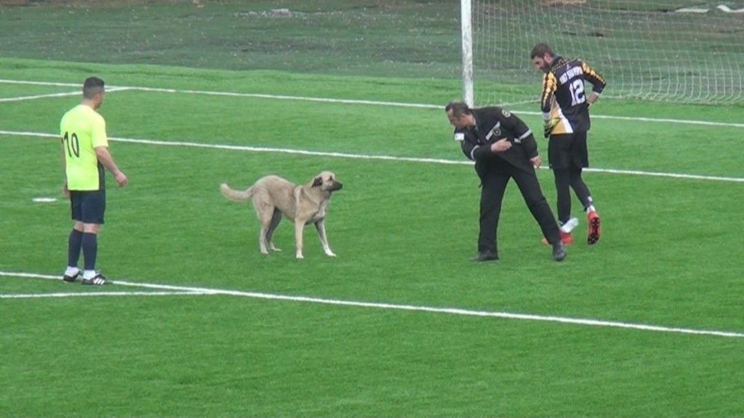 Sahaya Giren K&ouml;peği &Ccedil;ıkartmak Kolay Olmadı