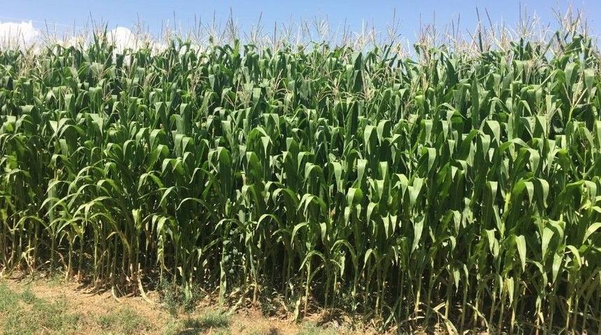 Burhaniye Belediyesi Besicileri Sevindirecek