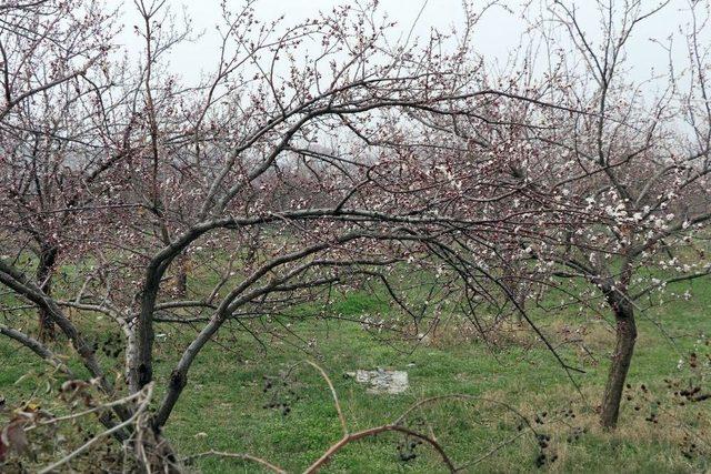 Kayısı Ağaçları Erken Çiçek Açtı, Üretici Tedirgin