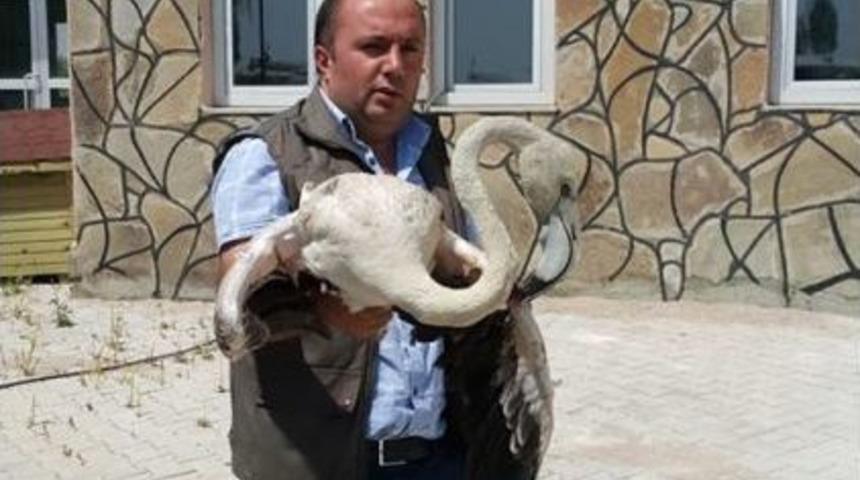 Yaralı Flamingo Tedavi Altına Alındı