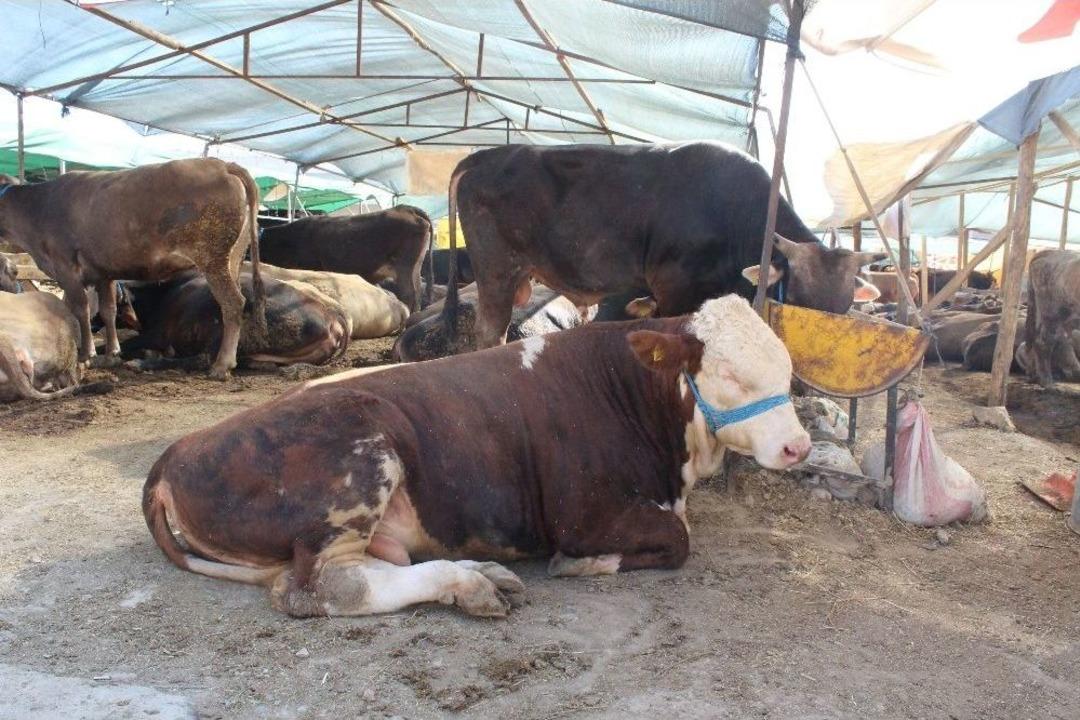 Demokratik &Ccedil;adırın Keyif&ccedil;i Danası