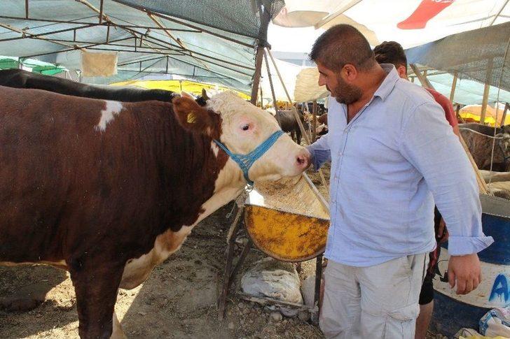 Demokratik Çadırın Keyifçi Danası G3