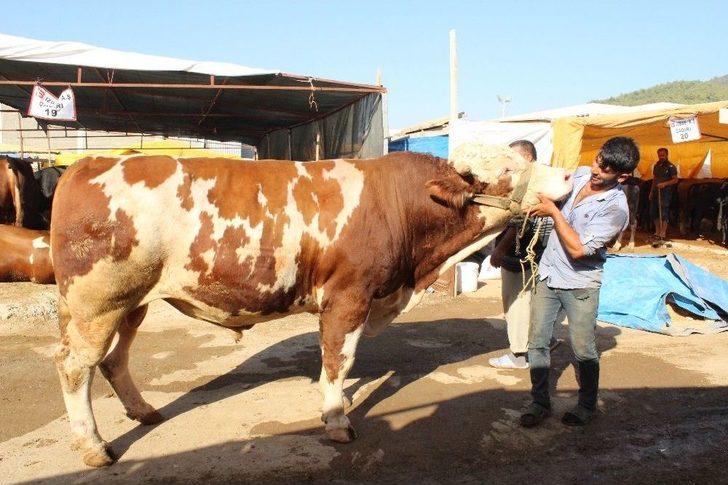Demokratik Çadırın Keyifçi Danası G4