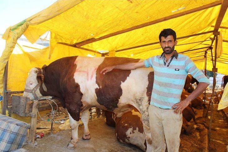 Demokratik Çadırın Keyifçi Danası G5