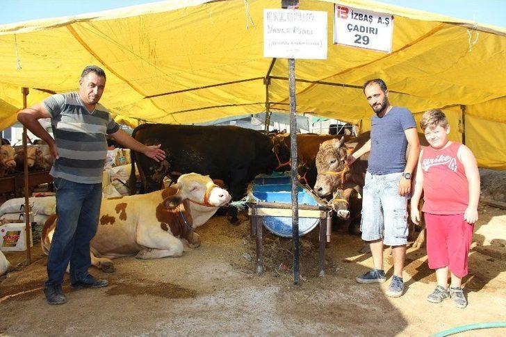 Demokratik Çadırın Keyifçi Danası G1