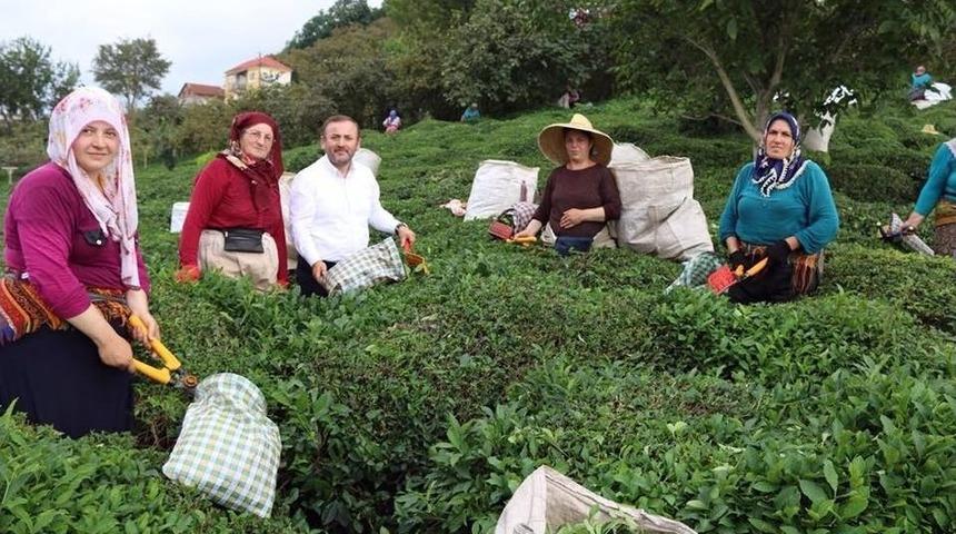 Ak Parti Giresun Milletvekili Öztürk’ten Çay Üreticilerine Destek