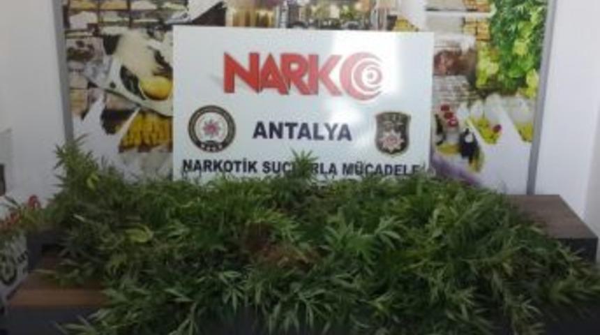 Evinde Kenevir Yetiştiren Ş&uuml;pheli Yakalandı