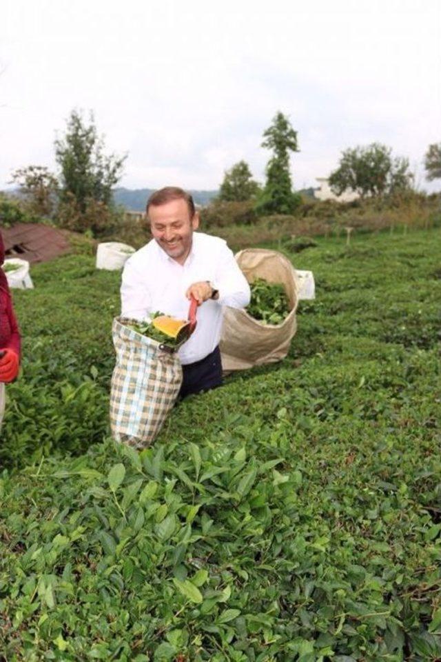 Ak Parti Giresun Milletvekili Öztürk’ten Çay Üreticilerine Destek