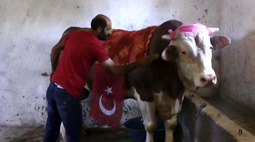 1 Ton 100 Kilo Ağırlığındaki &lsquo;beşo&rsquo; Alıcısını Bekliyor