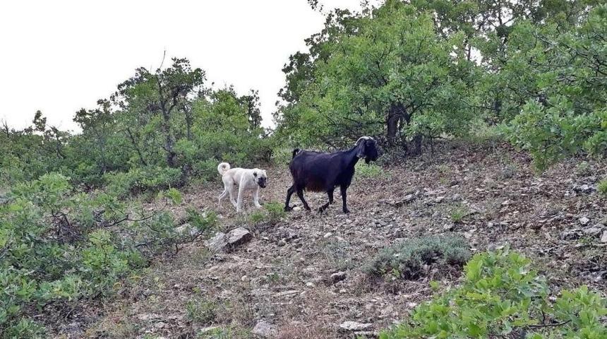 Yavru Kangal, Kaybolan Ke&ccedil;ileri Bulup Sahibine Teslim Etti