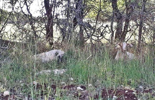 Yavru Kangal, Kaybolan Keçileri Bulup Sahibine Teslim Etti