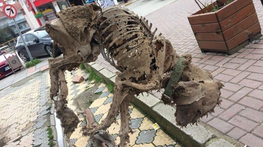 Asans&ouml;r &Ccedil;ukurunda Bulunan K&ouml;pek İskeleti G&ouml;renleri Şaşırttı