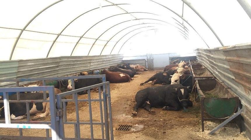 “emekli İkramiyelerinden Sonra Satışlar Daha Da Artacak”