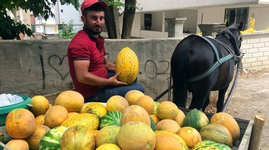 At Arabası Ekmek Teknesi Oldu