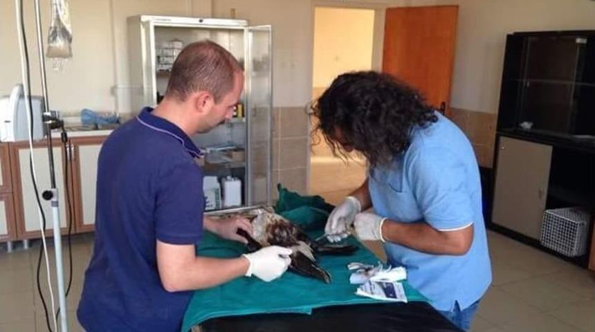 Yaralı Halde Bulunan Şahin, Tedavi Altına Alındı