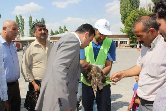 Yaralı Halde Bulunan Şahin, Tedavi Altına Alındı