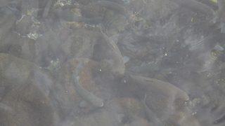 Çankırı’da Şifa Dağıtan Balıkların Sayısı Azalıyor