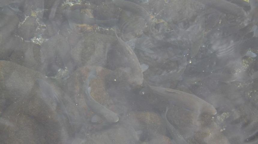 Çankırı’da Şifa Dağıtan Balıkların Sayısı Azalıyor