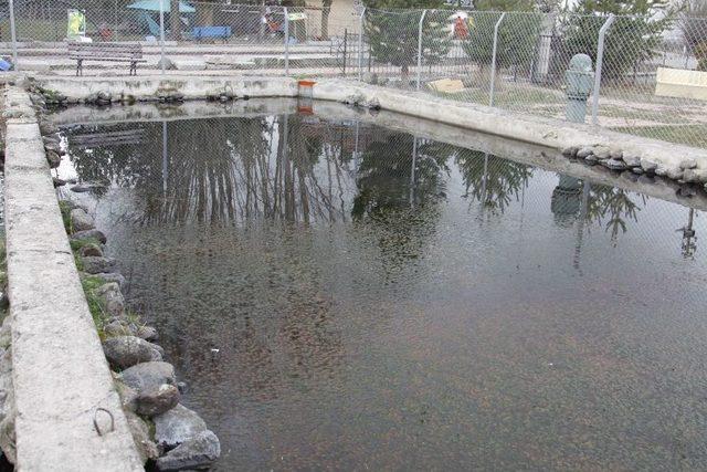 Çankırı’da Şifa Dağıtan Balıkların Sayısı Azalıyor