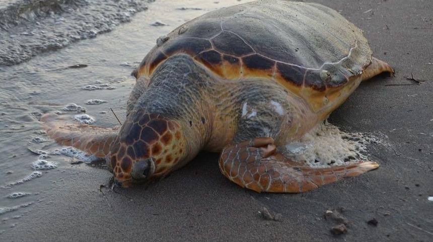 Aliağa Sahilinde Caretta Caretta &Ouml;l&uuml; Bulundu