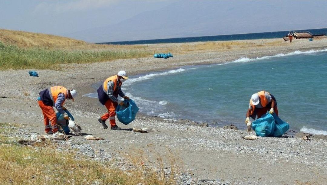 Van B&uuml;y&uuml;kşehir Belediyesi Martı &Ouml;l&uuml;mleri Sonrası Harekete Ge&ccedil;ti