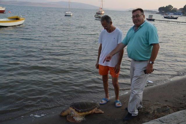 Aliağa Sahilinde Caretta Caretta Ölü Bulundu