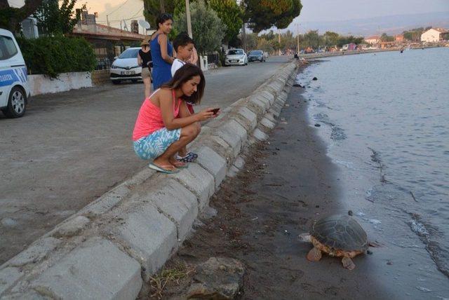 Aliağa Sahilinde Caretta Caretta Ölü Bulundu