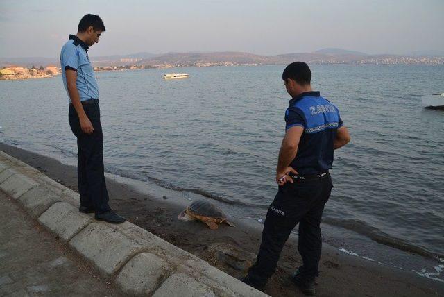 Aliağa Sahilinde Caretta Caretta Ölü Bulundu