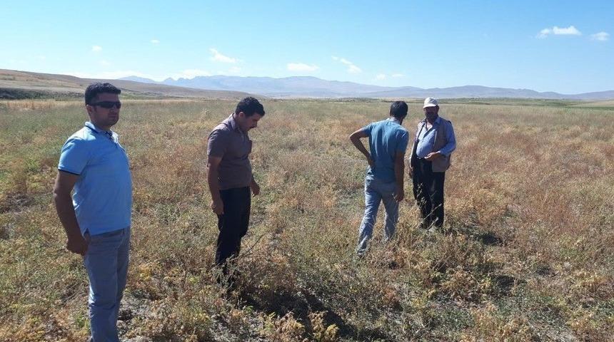 &Ouml;zalp İl&ccedil;esinde Nohut Hasadı