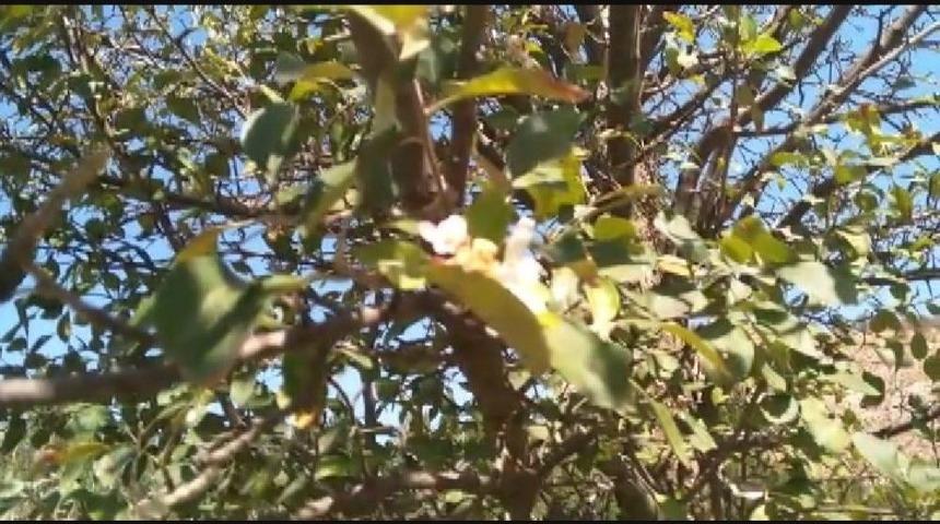 Elma Ağa&ccedil;ları Zamansız &Ccedil;i&ccedil;ek A&ccedil;tı