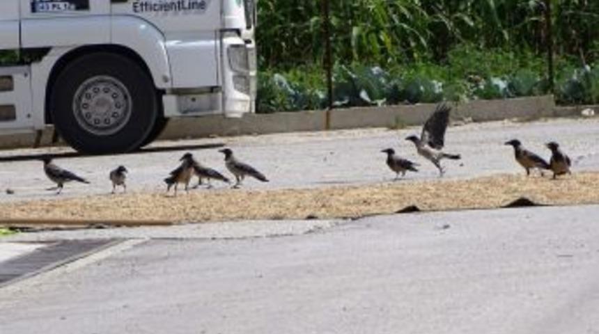 Rutubetli Hububat A&ccedil; Kargaların Akınına Uğradı