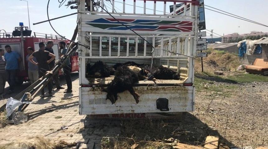 Ağrı&rsquo;da Trafik Kazası: 20 Hayvan Telef Oldu