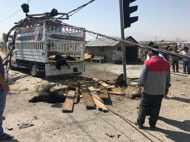 Ağrı’da Trafik Kazası: 20 Hayvan Telef Oldu