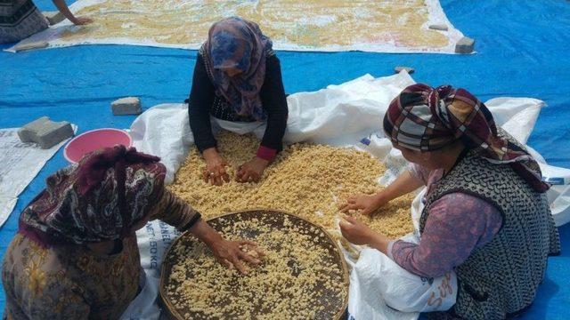 Kadınların Tarhana Mesaisi Başladı