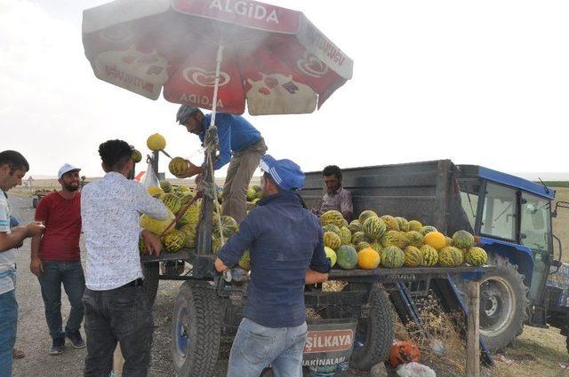 Bulanık Kavunu Tezgahtaki Yerini Aldı