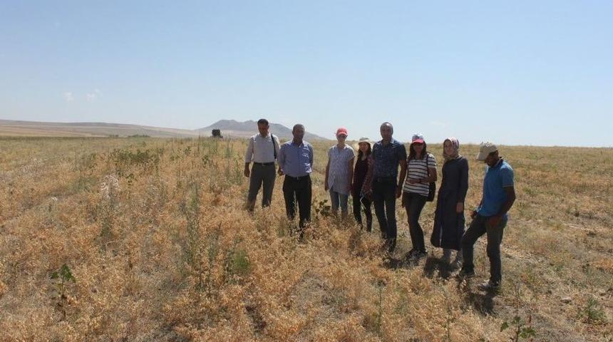 Bitlis&rsquo;te Nohut Hasadı