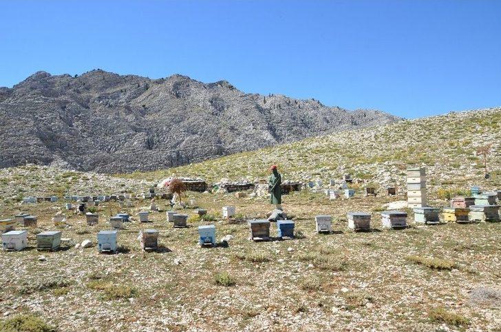 Akseki’nin Meşhur Çimi Yaylası Balı İklim Kurbanı Oldu G1