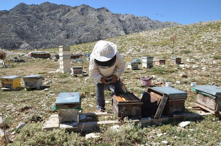 Akseki’nin Meşhur Çimi Yaylası Balı İklim Kurbanı Oldu G2