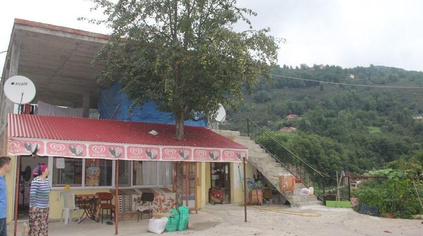 Kesmeye Kıyamadıkları Armut Ağacını Böyle Korumaya Aldılar