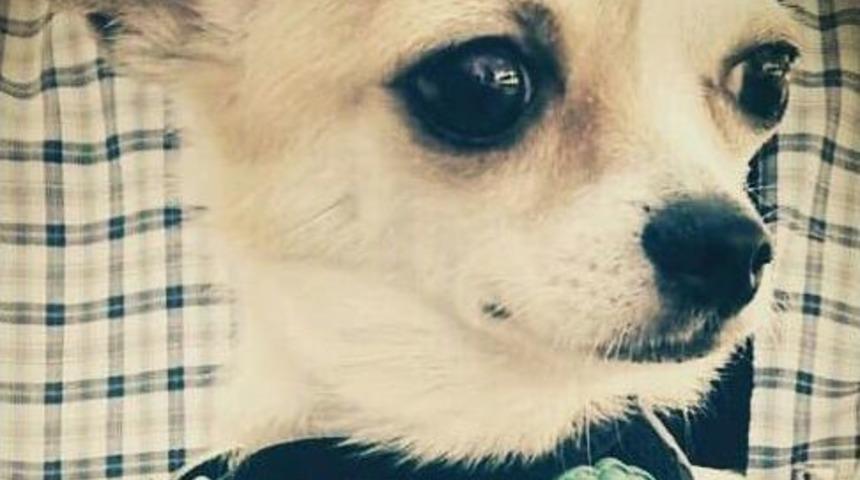 İnternetten Tanıştığı Şahsa Köpeğini Emanet Eden 13 Yaşındaki Genci Hastanelik Oldu