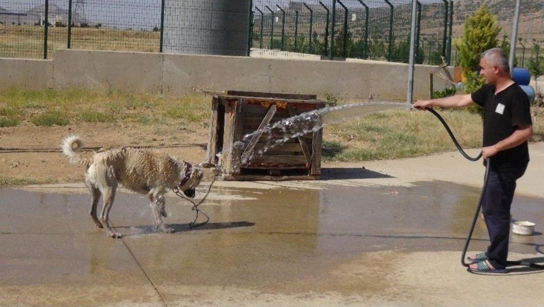 Ger&ccedil;&uuml;ş&rsquo;te Sıcaktan Bunalan Hayvanlarını Serinletiyorlar