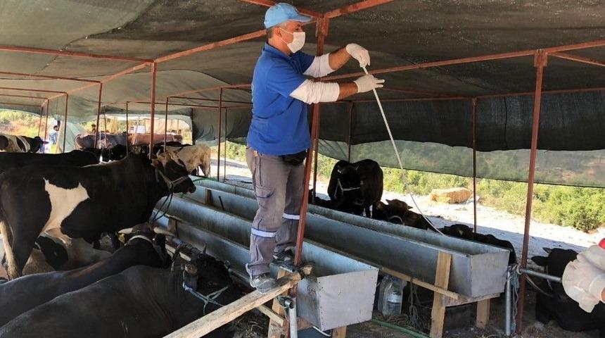 B&uuml;y&uuml;kşehir Kurban Bayramı &Ouml;ncesi İla&ccedil;lamaya Hız Verdi