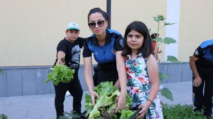Teknolojiden Uzaklaştılar, Kendi Sebzelerini Yetiştirdiler