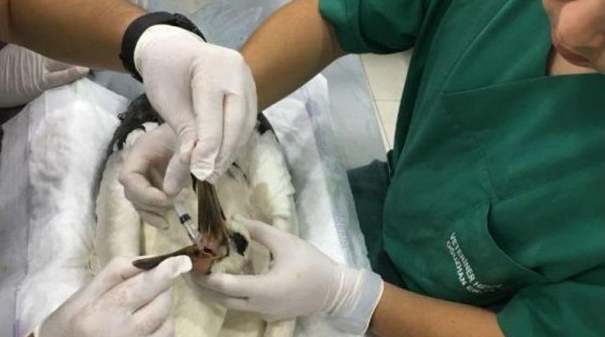 (&ouml;zel Haber) Yaralı Leylek Tedavi Altında